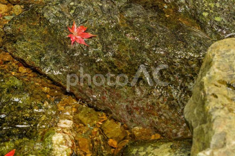川の岩の上に落ちた真っ赤なモミジ 紅葉,自然,秋の写真素材