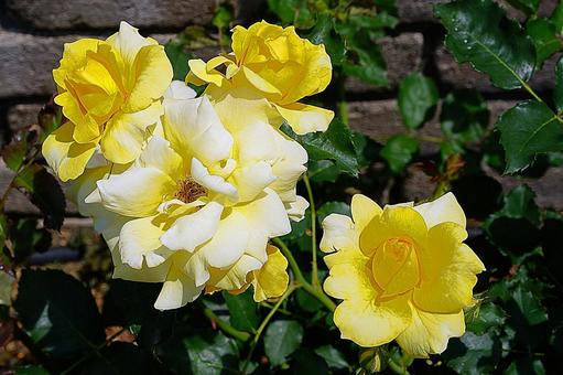 荒牧バラ園676 ゴールド・バニー 荒牧バラ園676 ゴールド・バニーの写真