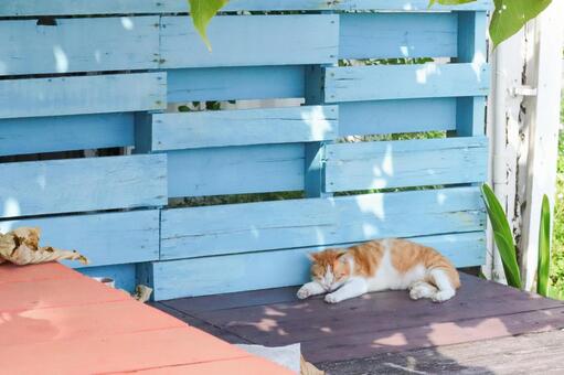 お昼寝をする茶トラ猫 猫,野良猫,茶トラの写真素材