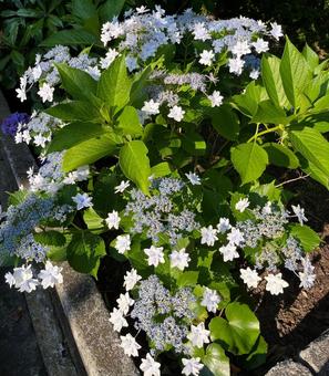 Photo, hydrangea, blue, natural, 