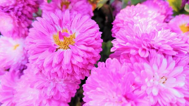 粉紅色小菊 004, JPG 粉紅色小菊 004, 小菊, 可愛的, 秋花, JPG