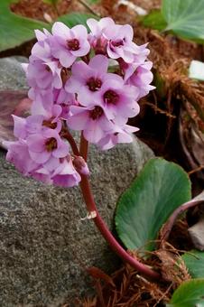 ヒマラヤユキノシタ 雪の下,ピンク,冬の写真素材