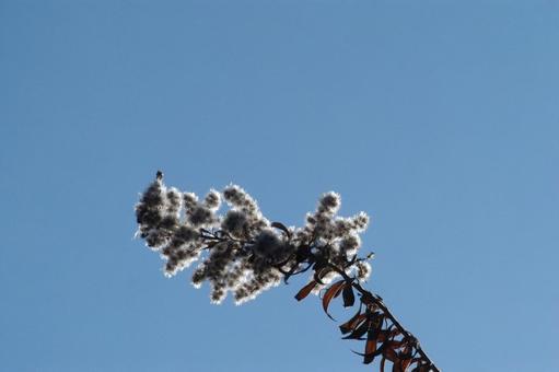 Photo, flower, sky, fluff, 