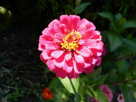 [Flower photo] Zinnia elegans, JPG