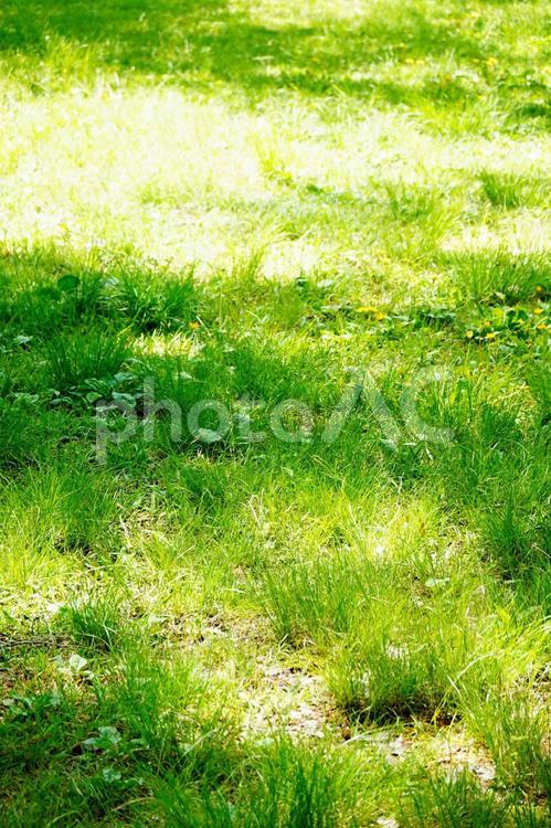 春の公園　緑の背景　壁紙 背景,カラー背景,壁紙の写真素材