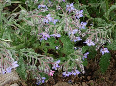 ボリジ・瑠璃　咲く風景 ボリジ,草花,春夏秋の写真素材