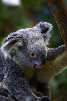 コアラ コアラ,有袋類,かわいいの写真素材