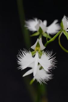 白鷺のようなサギ草01 白鷺のようなサギ草01の写真