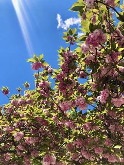 八重桜 八重桜の写真