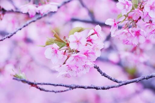 満開の河津桜 桜,春,花の写真素材
