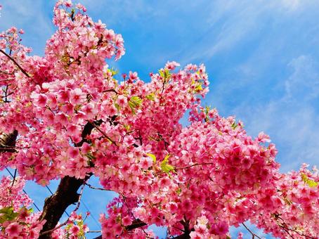 Photo, blue sky, sky, spring, 