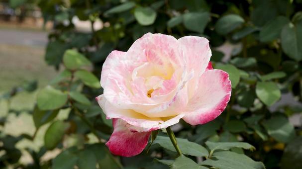 【花の写真】ばらの花 【花の写真】ばらの花 rose,植物,園芸の写真素材