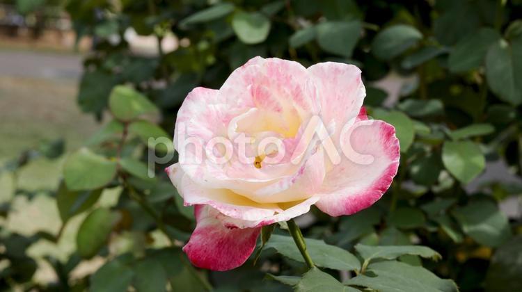 【花の写真】ばらの花 rose,植物,園芸の写真素材