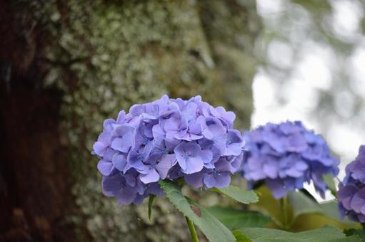 アジサイ2輪の写真