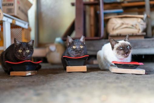 猫トリオのごはんタイム 猫,ネコ,ねこの写真素材