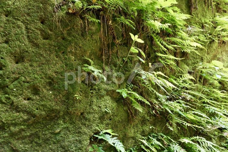 猿島内の苔むした壁 猿島,横須賀,神奈川の写真素材