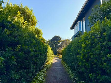 緑の道と公園とブルースカイ 青空,空,ブルースカイの写真素材