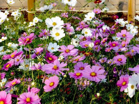 郊外の花壇に群生するピンクと白のコスモス コスモス,花,植物の写真素材