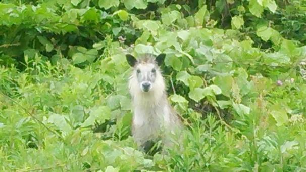 カモシカの写真