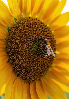満開のひまわりの花粉の上の一匹のミツバチの写真