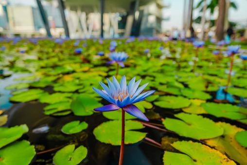 【シンガポール】アートサイエンスの蓮の花 シンガポール,マリーナベイサンズ,singaporeの写真素材