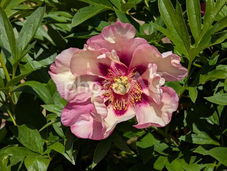シャクヤク シャクヤク,芍薬,美しいの写真素材