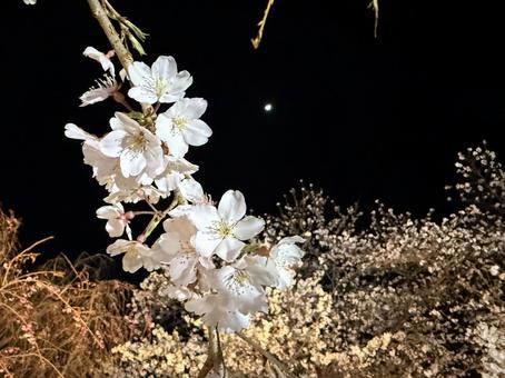 遠い月 遠い月の写真