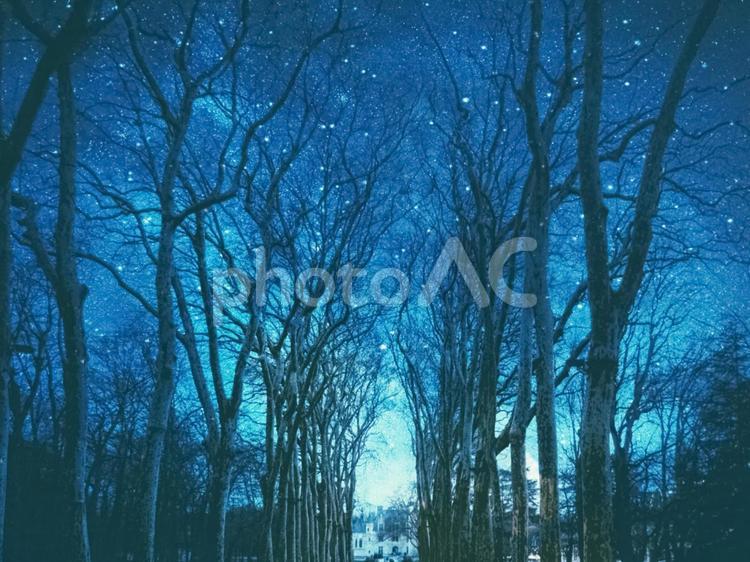 白樺の並木道 白樺,夜空,星の写真素材