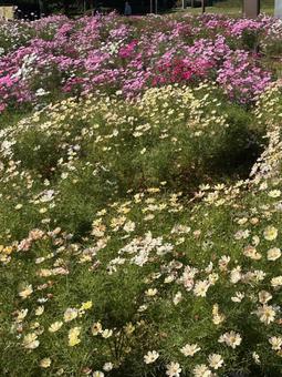 コスモス コスモス,コスモス畑,秋桜の写真素材