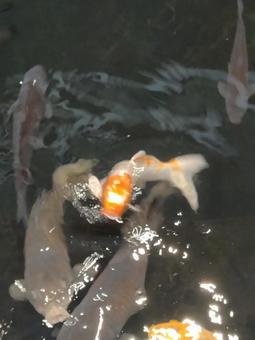 鯉 鯉の写真