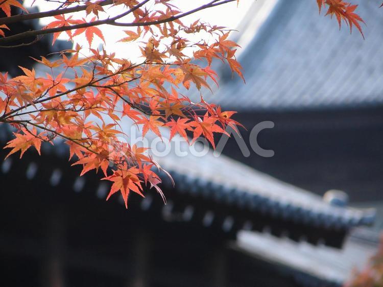 京都　紅葉シーズンの東福寺　もみじとお寺 紅葉,もみじ,モミジの写真素材