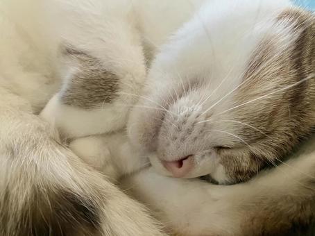 熟睡するネコ 熟睡するネコ 猫,ハチワレ,お昼寝の写真素材