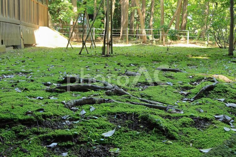 松戸市「本土寺」の苔庭 本土寺,苔庭,苔の写真素材