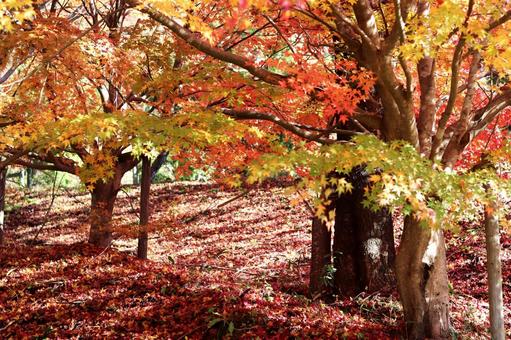 秋の紅葉 紅葉,秋,もみじの写真素材