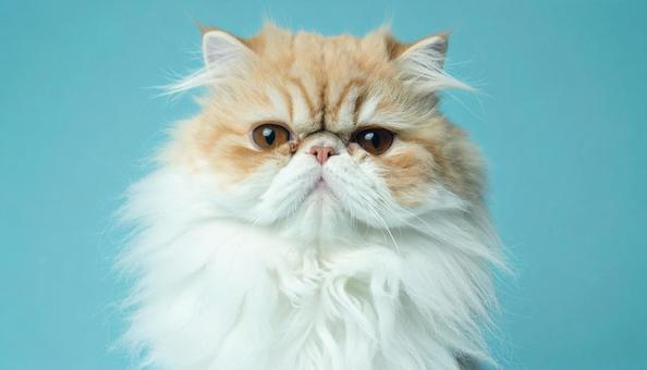 ブサカワ顔の猫 エキゾチックショートヘア ブサカワ顔の猫 エキゾチックショートヘアの写真