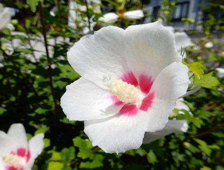 [Flower photo] White Rose of Sharon, JPG