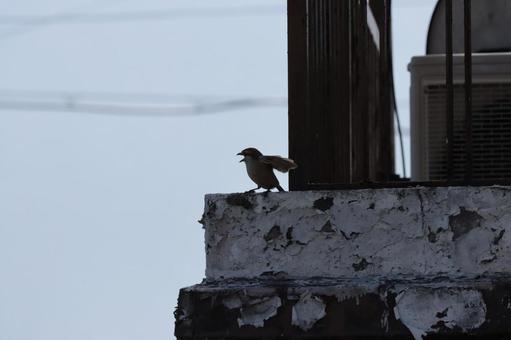 威嚇するモズ 威嚇するモズ 百舌鳥,モズ,威嚇の写真素材