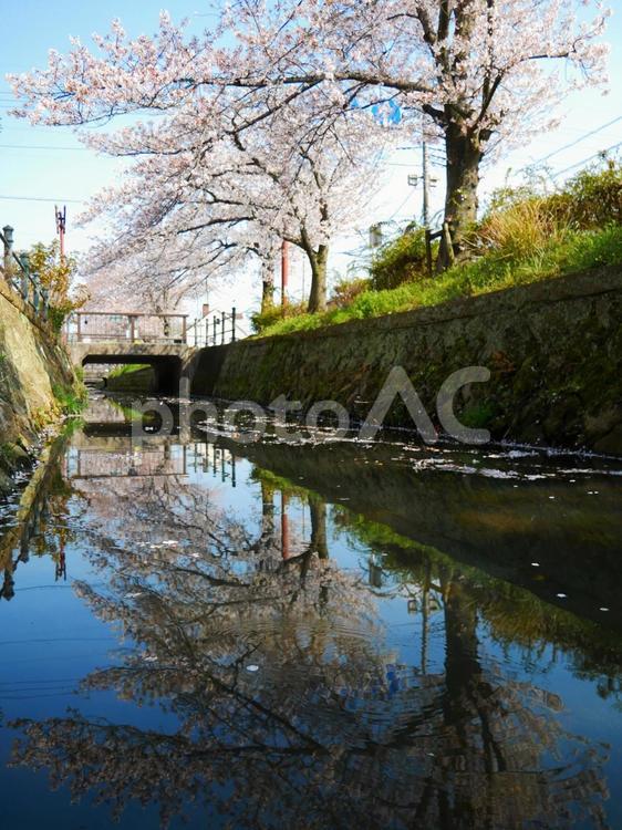 川に映り込む桜 桜,桜並木,青空の写真素材