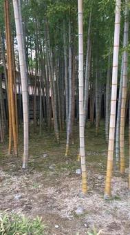 越前竹人形の里の竹林 越前竹人形の里の竹林 竹,林,竹林の写真素材