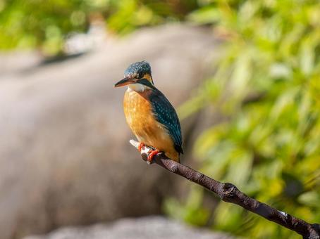 枝にとまるカワセミ 枝にとまるカワセミ カワセミ,野鳥,鳥の写真素材