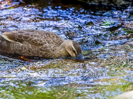 水辺のカルガモ 水辺のカルガモ カモ,カルガモ,鴨の写真素材