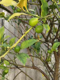 金柑の実 金柑,キンカン,きんかんの写真素材