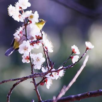 満開の梅の花とメジロの写真