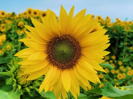 Photo, sunflower, flower, landscape, 