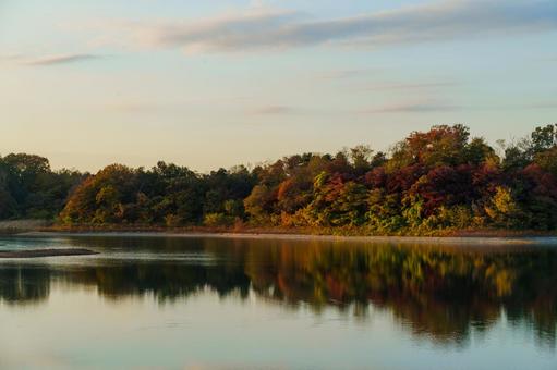 夕方の多摩湖の紅葉 多摩湖,紅葉,夕方の写真素材
