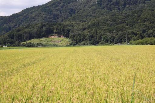 金色に色づく田んぼと山のある田舎の風景 金色に色づく田んぼと山のある田舎の風景の写真