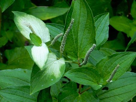 [Flower Photo] Pinctada gracilis, JPG