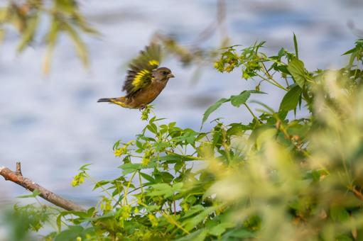 カワラヒワ(93)の写真