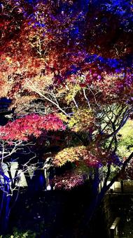 紅葉のライトアップと夜空 紅葉のライトアップと夜空 鎌倉,長谷寺,自然の写真素材