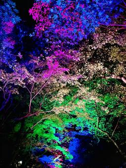西教寺のカラフルなライトアップ 西教寺のカラフルなライトアップの写真